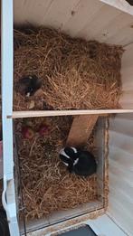 Jonge konijntjes baby konijntjes, Dieren en Toebehoren, Konijnen, Meerdere dieren