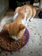 Kittens geboren in mei, Dieren en Toebehoren, Katten en Kittens | Raskatten | Korthaar, Meerdere dieren, 0 tot 2 jaar