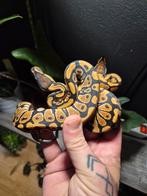 1.1 th clown hypo ultramel, Dieren en Toebehoren, Reptielen en Amfibieën, Slang, 0 tot 2 jaar