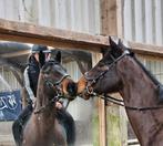 5jarige vriendelijke sporr/recreatie ruin 165cm, Dieren en Toebehoren, Paarden, Met stamboom, Ruin, 3 tot 6 jaar, L