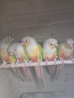 6 pyrrhura's te koop, Meerdere dieren, Parkiet, Tam
