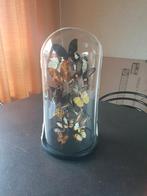 Taxidermie Glazen Stolp met Vlinders, Ophalen