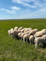 Schapen + lammeren, Dieren en Toebehoren, Schapen, Geiten en Varkens, Meerdere dieren, Schaap