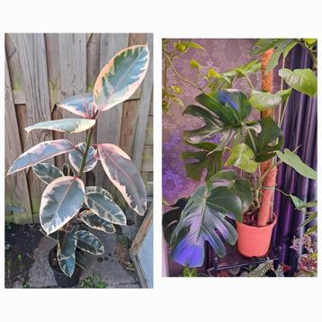 Ficus & Monstera🪴SAMEN VOOR €25 OPHALEN!!🪴Kamerplanten  beschikbaar voor biedingen