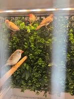 Koppel binsenastrilde 2024 met 2 jongen, Dieren en Toebehoren, Vogels | Overige Vogels, Meerdere dieren, Tropenvogel