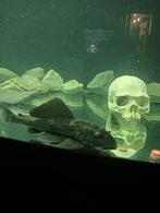 Pleco algeneter vis 20 a 25cm, Dieren en Toebehoren, Vis