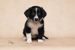 Australian shepherd puppys (nog 2 beschikbaar ), Dieren en Toebehoren, Honden | Herdershonden en Veedrijvers, Overige rassen, CDV (hondenziekte)