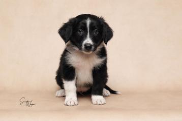 Australian shepherd puppys (nog 2 beschikbaar ) beschikbaar voor biedingen