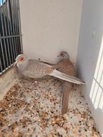 Koppel diamantduiven witstuit x bruin, Meerdere dieren, Tropenvogel, Geringd