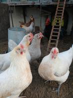 Jonge hennen rode islander,groenlegger,kruizingen., Dieren en Toebehoren, Pluimvee, Vrouwelijk, Kip