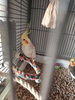 valkparkiet bronze fallow pop en normaal  met kooi, Dieren en Toebehoren, Vogels | Hokken en Kooien, Ophalen, Metaal, Vogelkooi