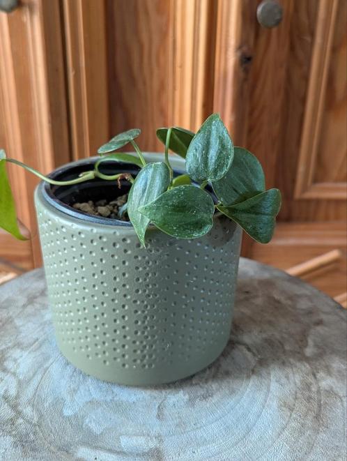 Philodendron scandens – 13 cm (op lechuza pon), Huis en Inrichting, Kamerplanten, Overige soorten, Minder dan 100 cm, Ophalen of Verzenden