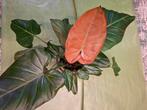 Philodendron Summer Glory, Ophalen of Verzenden, Halfschaduw, Minder dan 100 cm