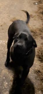 Labrador pups, Dieren en Toebehoren, Honden | Retrievers, Spaniëls en Waterhonden, 8 tot 15 weken, Labrador retriever, Parvo, Meerdere