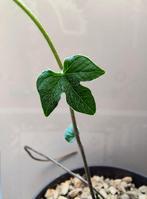 Ipomoea Pubescens Caudex - 4 jaar oud, Overige soorten, In pot, Minder dan 100 cm, Bloeiende kamerplant