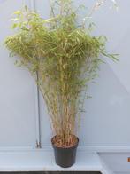 Bamboe ( Fargesia murieliae) XL Kwaliteit, Ophalen, Bamboe, Struik, 100 tot 250 cm