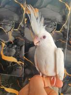 Tamme albino valkparkiet, Dieren en Toebehoren