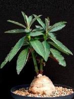Caudex Monadenium Crispum van oorsprong Tanzania, Overige soorten, Ophalen of Verzenden, In pot, Minder dan 100 cm