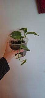 Scindapsus treubii moonlight variegata (lees beschrijving), Huis en Inrichting, Kamerplanten, Ophalen of Verzenden, Halfschaduw