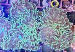 Euphyllia neon green hamer koraal zeewater aquarium, Dieren en Toebehoren, Overige typen, Zoutwatervis
