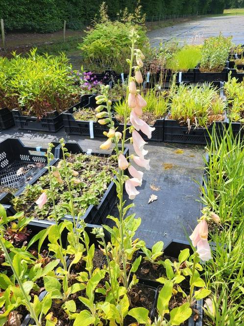 Digitalis purp Apricot Beauty - vingerhoedskruid, Tuin en Terras, Planten | Tuinplanten, Vaste plant, Overige soorten, Volle zon