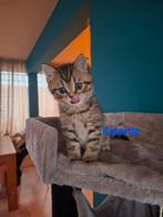 LIEVE BRITS KORTHAAR KATER OPZOEK NAAR FOREVER HOME!, Dieren en Toebehoren, Katten en Kittens | Raskatten | Korthaar, Meerdere dieren