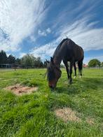 Plekje vrij op paddock paradise, Dieren en Toebehoren, Weidegang, 1 paard of pony