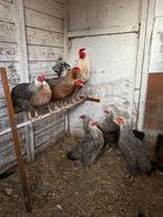 Twentse hoen kippen Groot Ras, Dieren en Toebehoren, Pluimvee, Vrouwelijk, Kip