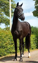 Te koop mooie lieve werkwilige ruin!!, Dieren en Toebehoren, Paarden, Ruin, Dressuurpaard, 3 tot 6 jaar