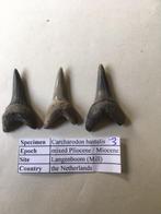 Fossiele haaientanden set uit Mill: C. hastalis (3), Ophalen of Verzenden, Fossiel