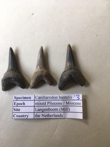 Fossiele haaientanden set uit Mill: C. hastalis (3) beschikbaar voor biedingen