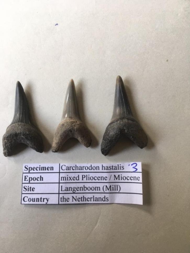Fossiele haaientanden set uit Mill: C. hastalis (3), Verzamelen, Mineralen en Fossielen, Fossiel, Ophalen of Verzenden