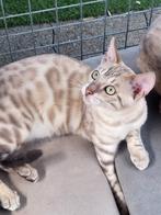 Bengaal kittens ,,(snow), Dieren en Toebehoren, Katten en Kittens | Raskatten | Korthaar, Meerdere dieren, Ingeënt