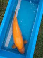 Grote tamme vriendelijke karashi reus 78cm, Dieren en Toebehoren, Vissen | Vijvervissen, Karper of Koi