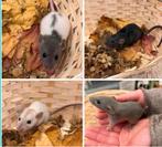 Jonge tamme VROUWTJES DWERGRATTEN( rechtstreeks v/d fokker), Dieren en Toebehoren, Knaagdieren, Rat, December, Vrouwelijk, Tam