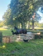 Mooi MC Laren merrieveulen met merrie, Merrie, Niet van toepassing, Dressuurpaard, 0 tot 2 jaar
