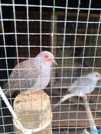 Diamant duifjes te koop, Dieren en Toebehoren, Vogels | Duiven, Meerdere dieren, Overige soorten