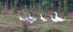Ganzen, Meerdere dieren, Gans of Zwaan