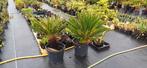 Cycas, Ophalen, Bloeit niet, Overige soorten, Halfschaduw
