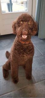Nog 2 schattige labradoodle pups te koop, Overige rassen, 8 tot 15 weken, Meerdere, Meerdere dieren