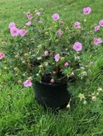 Geranium Sanguinium / Bloedooievaarsbek striatum , tuinplant, Vaste plant, Halfschaduw, Lente, Ophalen