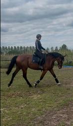 Zadelmak maken, opleiden en instructie