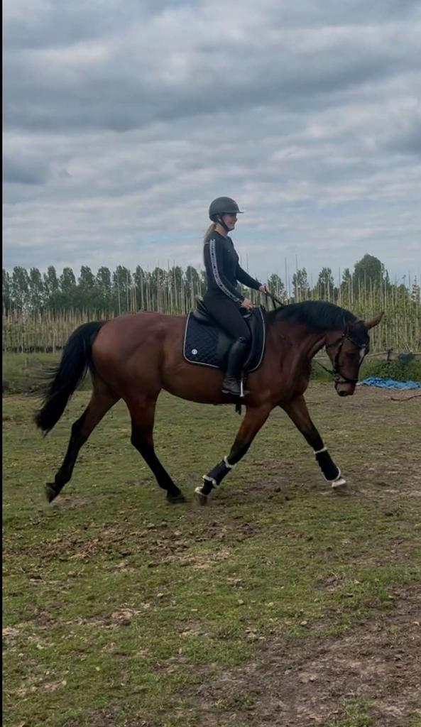Zadelmak maken, opleiden en instructie, Dieren en Toebehoren, Stalling en Weidegang