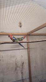 Rosella  wildkleur, Meerdere dieren, Parkiet