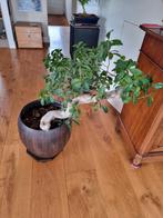 BONSAI FICUS, Minder dan 100 cm, Ficus, Ophalen of Verzenden, Halfschaduw