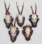 OPRUIMING : 5 x REE GEWEI op schild - deels met kaakdeeltjes, Ophalen of Verzenden, Gebruikt, Hert, Gewei of Kop