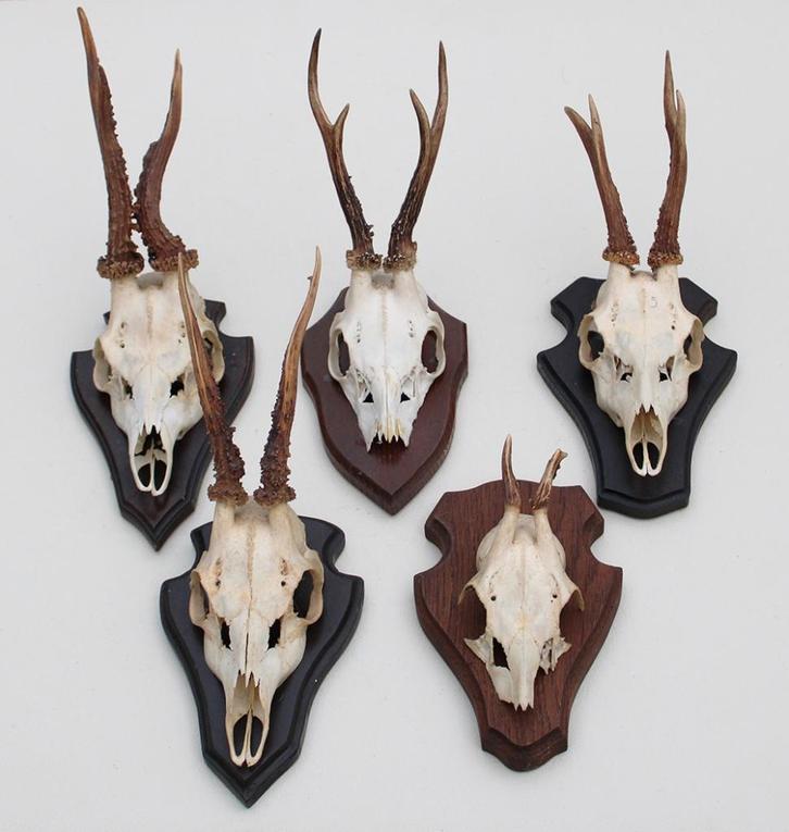 OPRUIMING : 5 x REE GEWEI op schild - deels met kaakdeeltjes, Verzamelen, Dierenverzamelingen, Gebruikt, Gewei of Kop, Hert, Ophalen of Verzenden