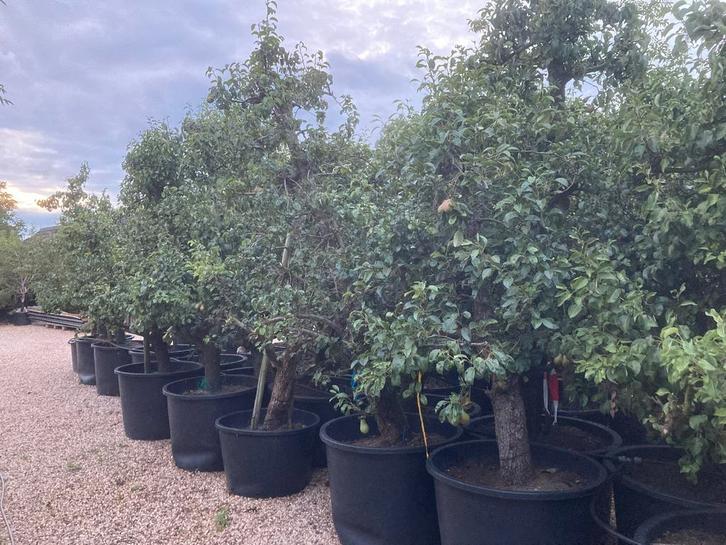 Oude Stoofpeer Giesser Wildeman en Appelbomen in soorten, Tuin en Terras, Planten | Fruitbomen, Perenboom, 250 tot 400 cm, Lente