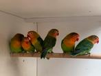 Agapornis Fischeri kweekjaar 2025, Dieren en Toebehoren, Vogels | Parkieten en Papegaaien, Meerdere dieren, Dwergpapegaai of Agapornis