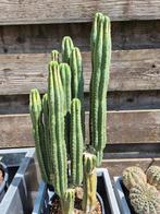 San Pedro stekken, Ophalen, Overige soorten, Minder dan 100 cm